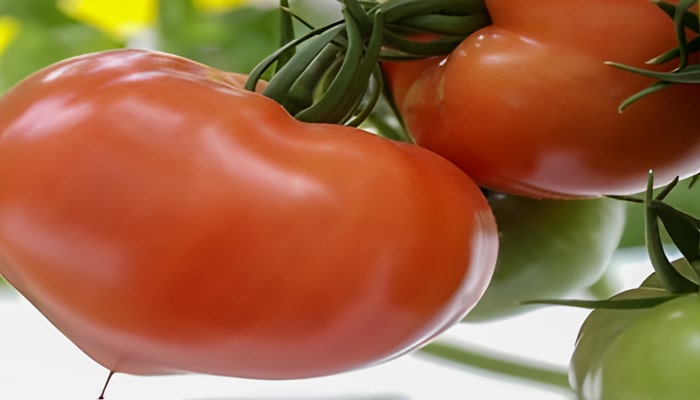 栽培方法：トマト